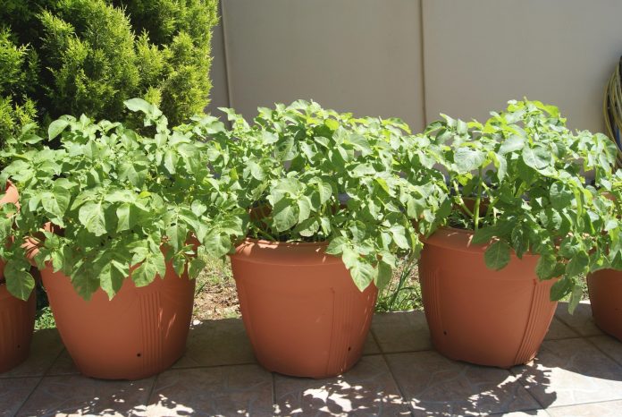 growing potatoes in pots